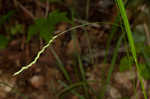 Roan Mountain sedge